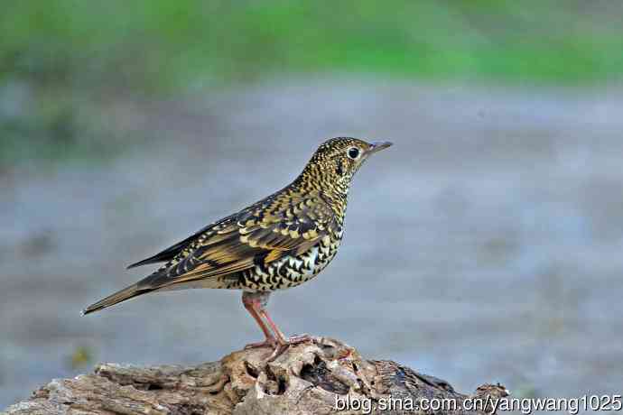 虎斑地鸫（3）