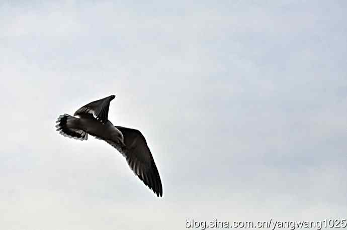 飞（海鸥）6