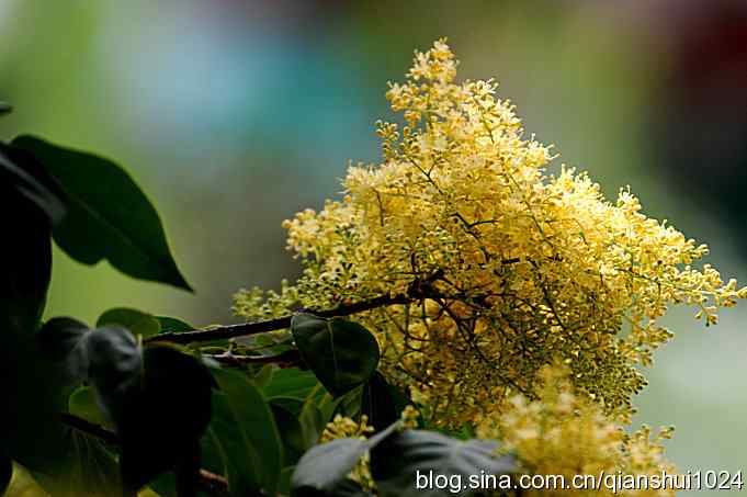 拍白眉姬鹟(植物园)