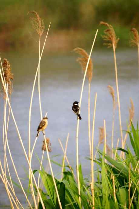 五一拍了几只鸟