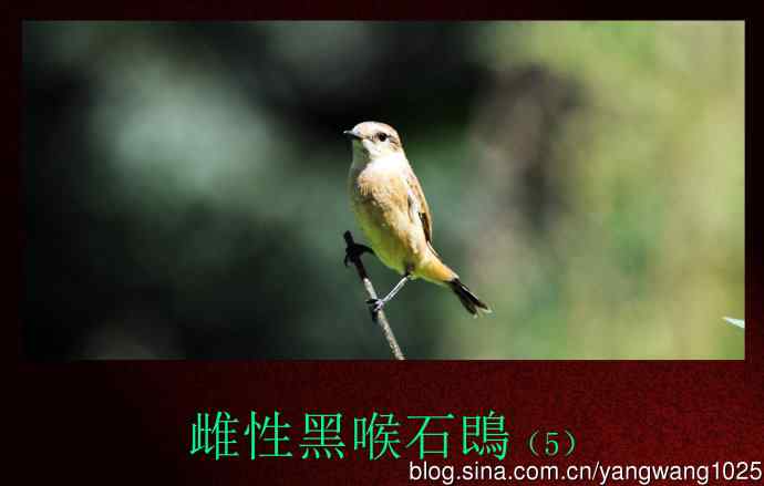 雌性黑喉石鵖（5）