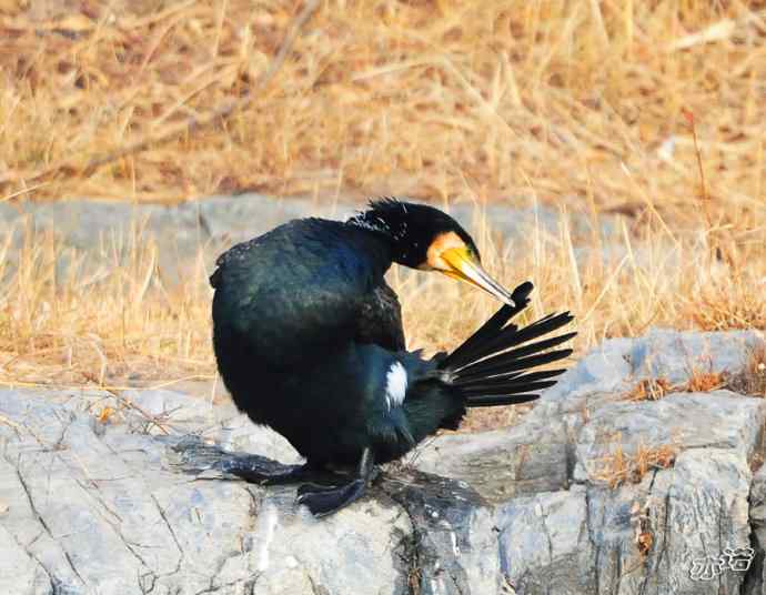 自我陶醉的鸬鹚 自我陶醉的鸬鹚