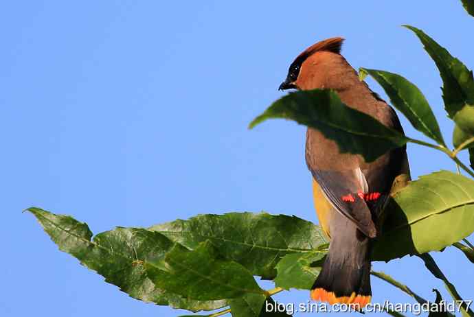 雪松太平鸟（6）