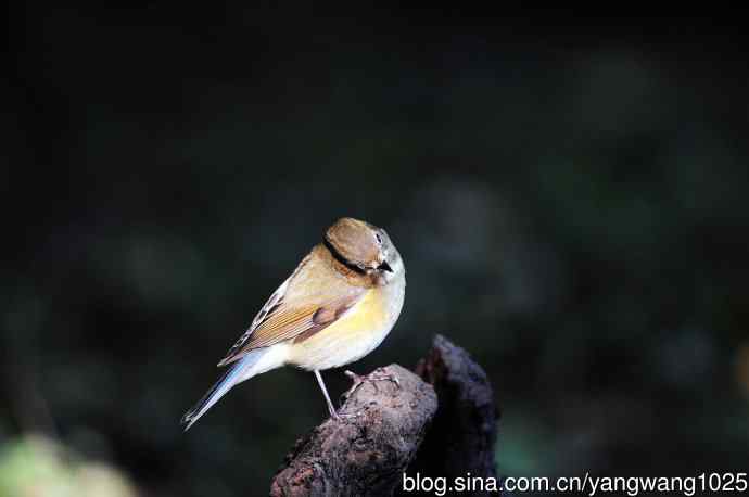 雌性红胁蓝尾鸲（60）
