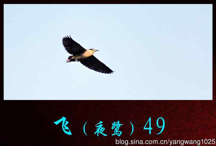 北京动物园的鸟类——飞（夜鹭）49
