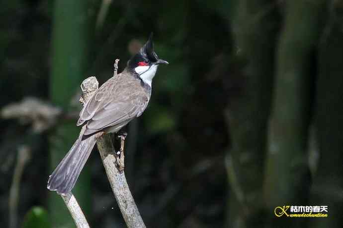 云南拍的三种鈥滒氢