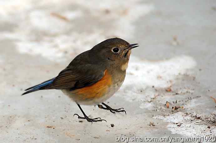 红肋蓝尾鸲（雌性）1