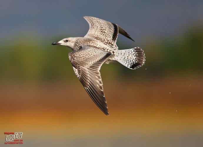 官厅水库&nbsp;wbr路&nbsp;wbr蒙古银鸥