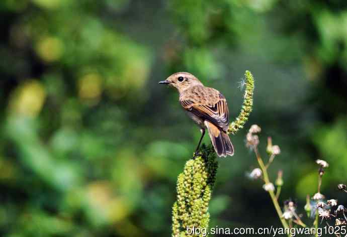雌性黑喉石即鸟（3）