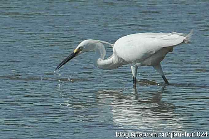 凌波仙子.白鹭海滨写真(北戴河)