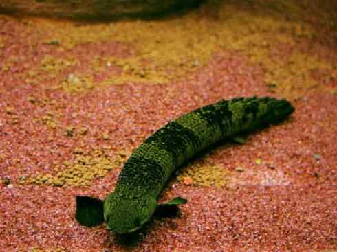 鱼类活化石:多鳍鱼 鱼类活化石:多鳍鱼