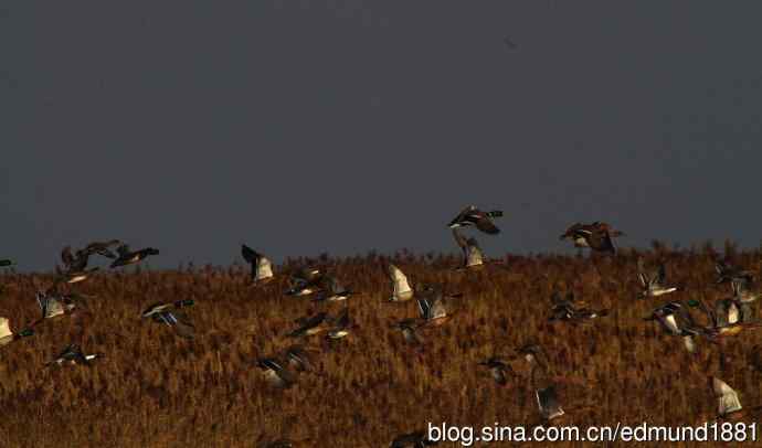 群鸭飞舞贺新岁 群鸭飞舞贺新岁