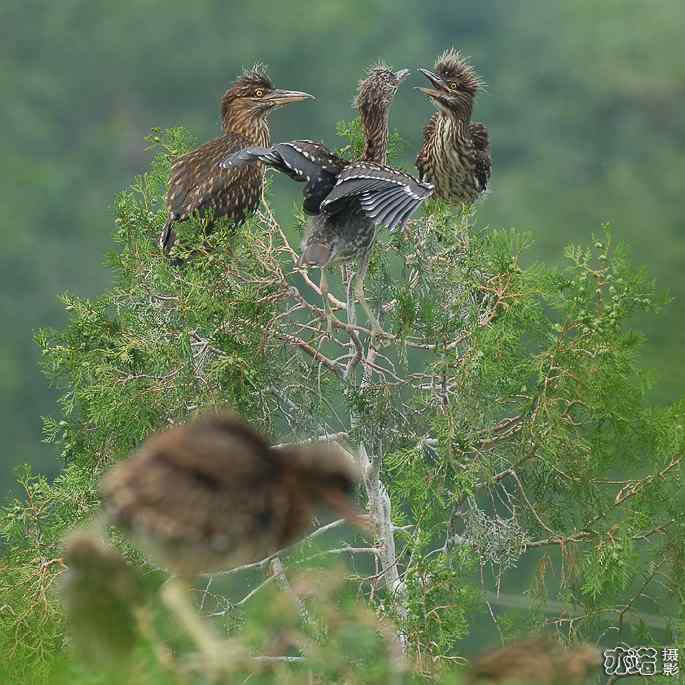 小白鹭与小夜鹭 小白鹭与小夜鹭