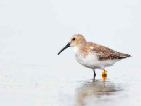 猎奇：奇特的鸟喙之五