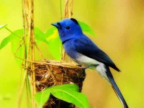 美丽无罪：雀鸟之欣赏2