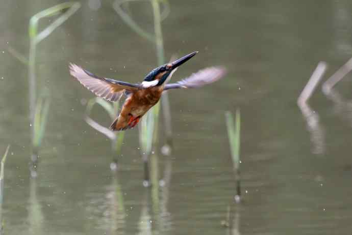 220.可爱小翠--飞姿图