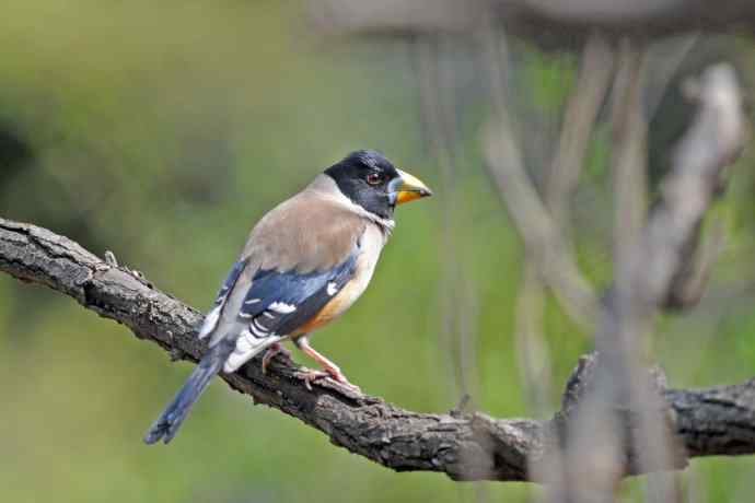 雄性黑尾蜡嘴雀（3）