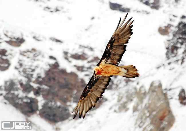 中国国家地理网飞羽瞬间鸟类摄影大赛——珍稀物种组