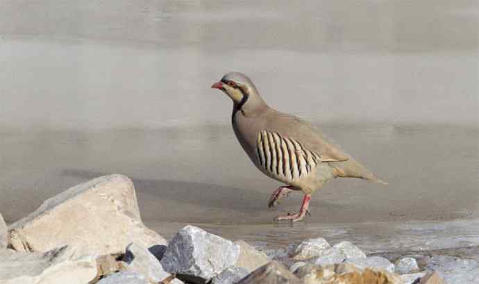 涧底有鸡鸣 wbr石上意踟躇