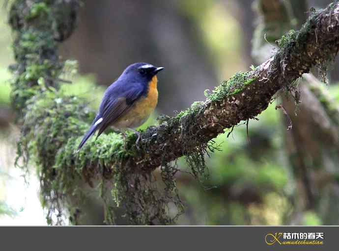云南拍鸟打个总结：记录鸟片十四种