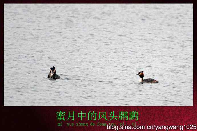 蜜月中的凤头