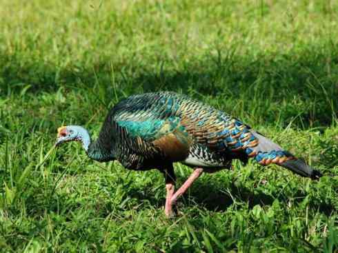 奇特的盔：眼斑吐绶鸡