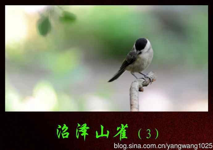 沼泽山雀(3) 沼泽山雀(3)