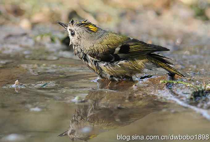 戴菊迎春 戴菊迎春