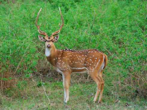 麒麟：传说的兽原型探秘（麋鹿）