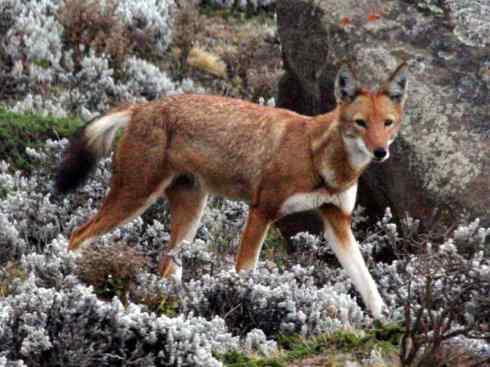 犬科:犬亚科犬属之西门豺、侧纹豺(胡狼类) 犬科:犬亚科犬属之西门豺、侧纹豺(胡狼类)