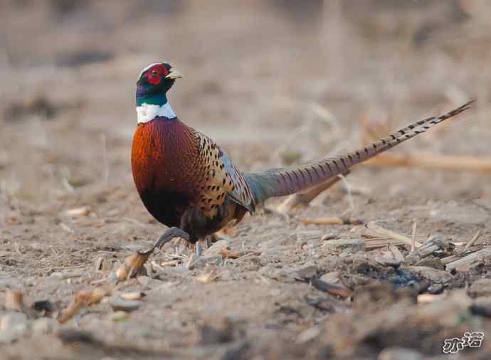 密云水库&nbsp;wbr路&nbsp;wbr大鸨、雉鸡和苍鹭