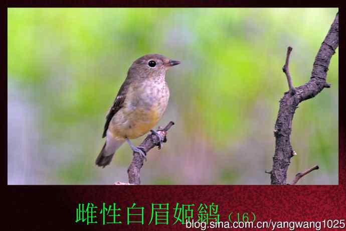 雌性白眉姬鹟（16）