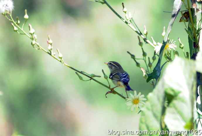 黄眉柳莺（23）