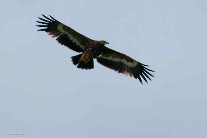 我和草原雕有个约定