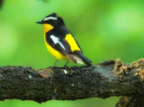 美丽无罪：雀鸟之姬鹟