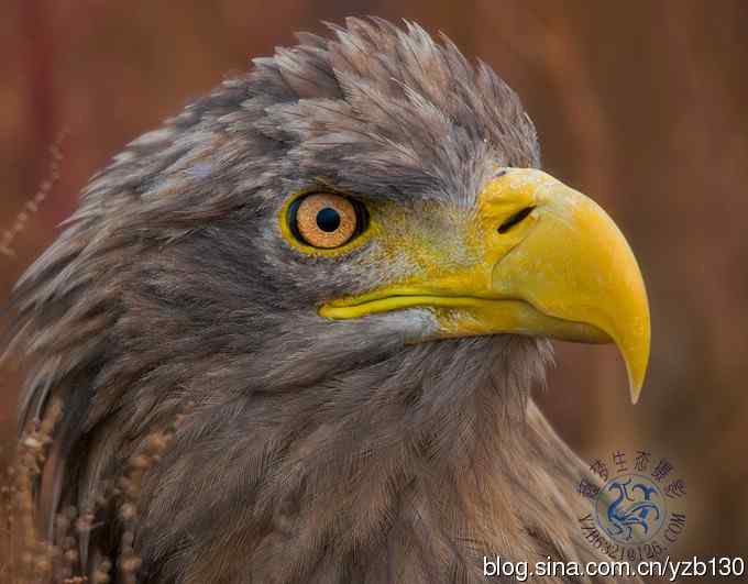 难忘断背山（组图，一个视频，20张图片）