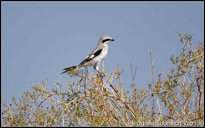 乌梁素海——鸟的天堂（2）（组图）