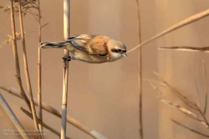 芦苇上的中华攀雀