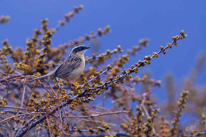 轻寒薄暖，再上川西