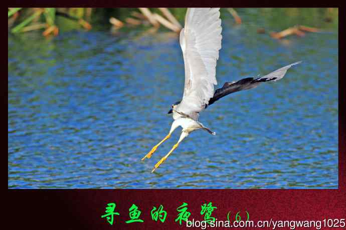 寻鱼的夜鹭（6）