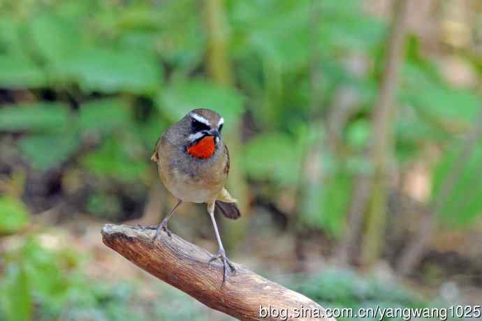 雄性红喉歌鸲（12）