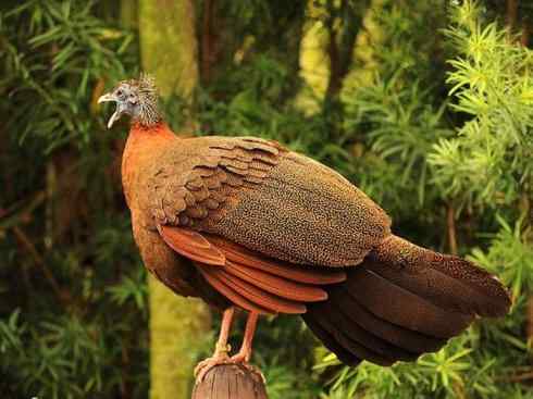 凤凰：传说中的鸟原型探秘（大眼斑雉）