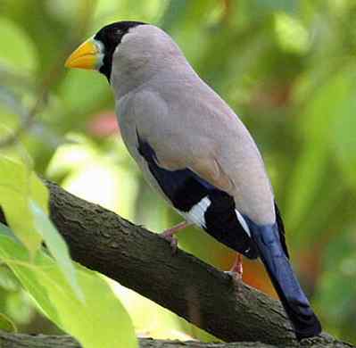 黑头蜡嘴雀叫声下载