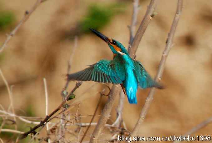 小翠儿过节踩蛋忙