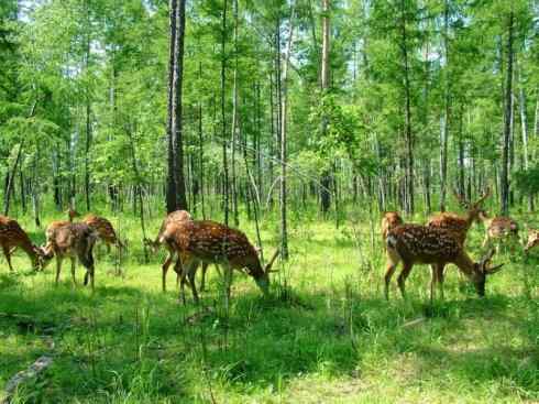 麒麟：传说的兽原型探秘（梅花鹿）