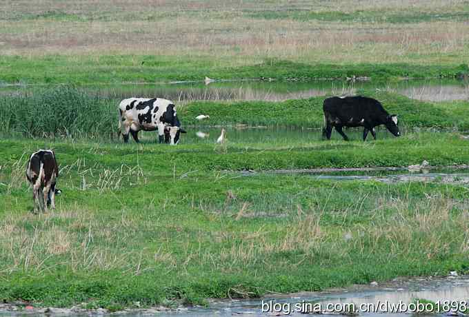 牛背上的芭蕾 牛背上的芭蕾