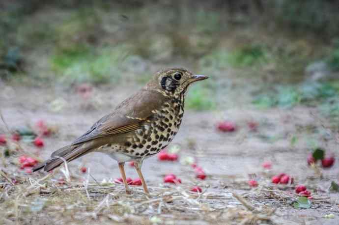 这个鸫鸫很难得
