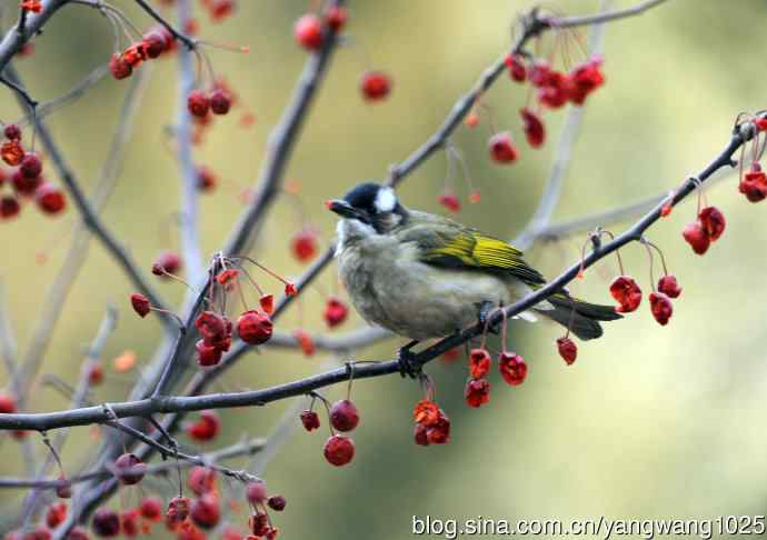吃红豆的白头鹎