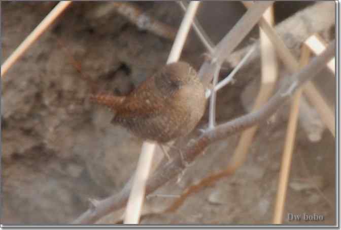 点击图片或使用键盘← →翻页