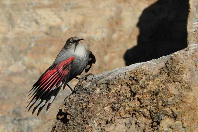 明星鸟鈥斺敽斐嵝谌